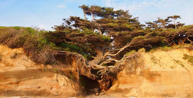Kalaloch Tree Cave, Olympic National Park, Washington