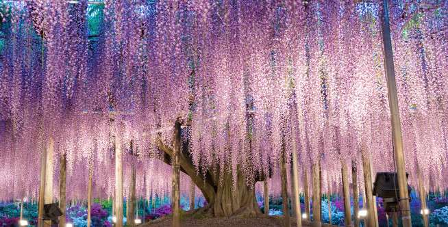 Wisteria, Ashikaga Flower Park, Jepang