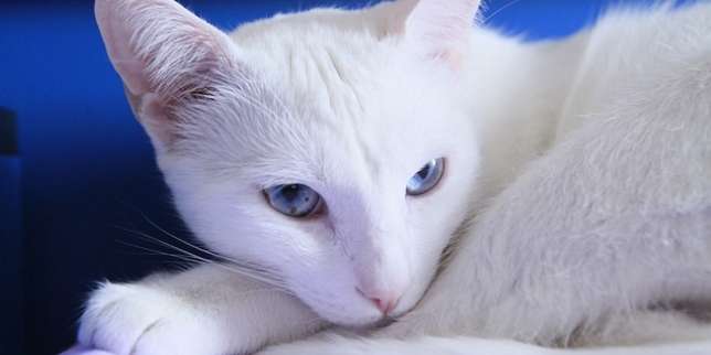 Jenis Kucing: Anggora