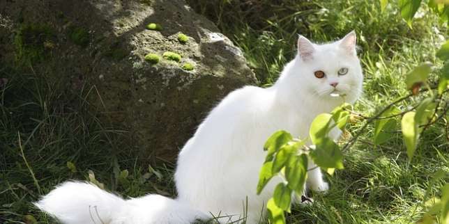 Jenis Kucing: Persia