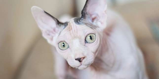 Jenis Kucing: Sphynx
