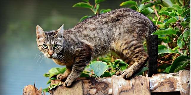 Jenis Kucing: Kucing Kampung