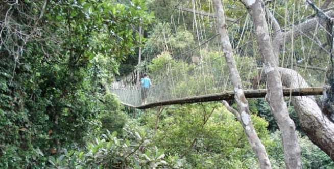 Taman Negara National Park Bridge, Malaysia
