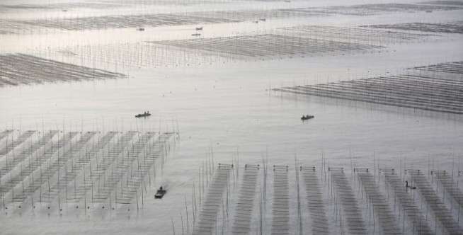 Xiapu Mudflat