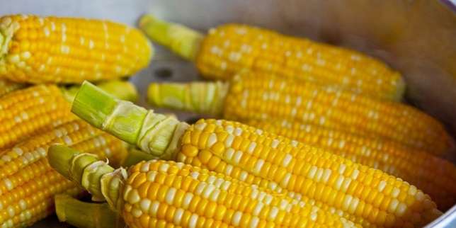 Manfaat Jagung: Mengatasi Konstipasi