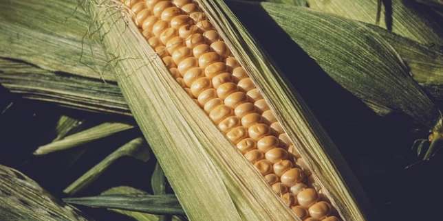 Manfaat Jagung: Menjaga Kesehatan Mata