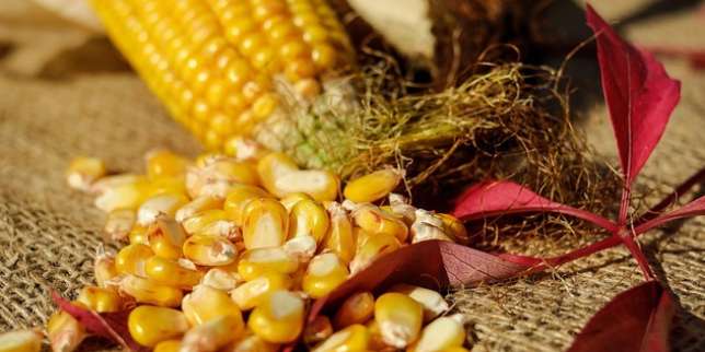 Manfaat Jagung: Menjaga Kesehatan Jantung