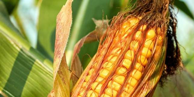 Manfaat Jagung: Mengatasi Depresi