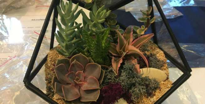 3. Terarium