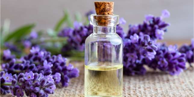 Cara Mengusir Nyamuk: Aroma Terapi Lavender