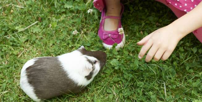 Cara Alami Agar Rumput Liar Tak Tumbuh Lagi Merusak Taman