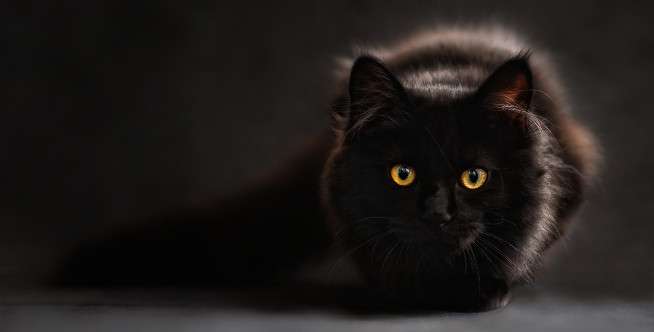 Punya Penumpang Seekor Kucing