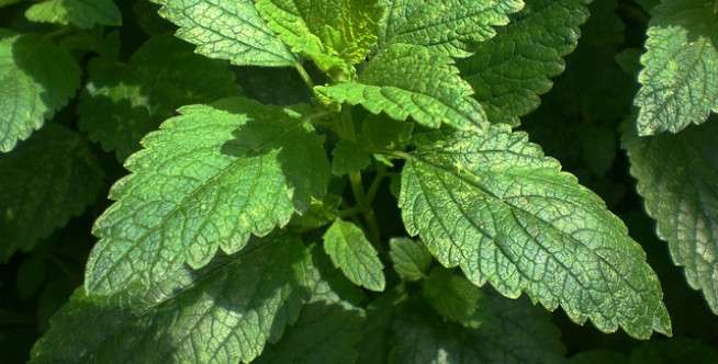 Mengajarkan Anak Menanam Lemon Balm