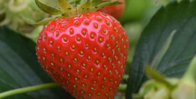 Mengajarkan Anak Menanam Buah Stroberi