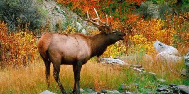 Taman Nasional Yellowstone
