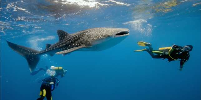 The Maldives