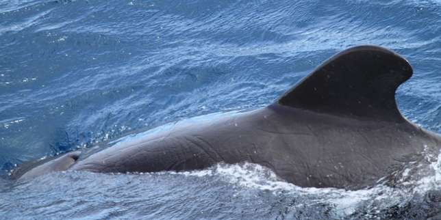 Kepulauan Galapagos