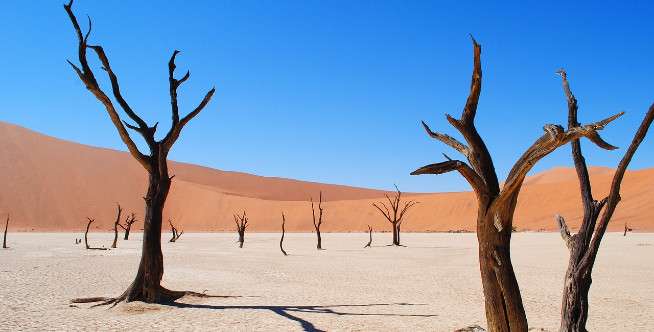 Amakhala Game Reserve dan Pilanesberg di Afrika Selatan