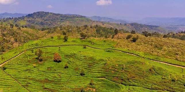 Perkebunan Teh Rancabali