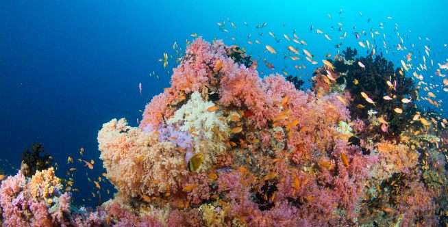 Menikmati Keindahan Bawah Laut