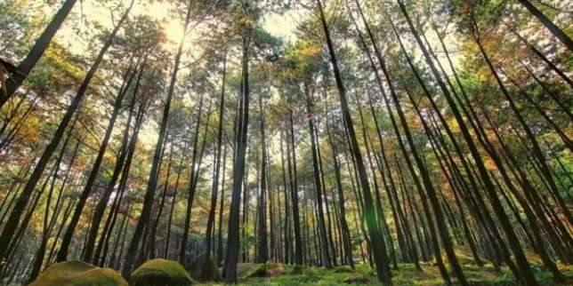 Taman Hutan Raya