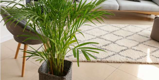 Karpet