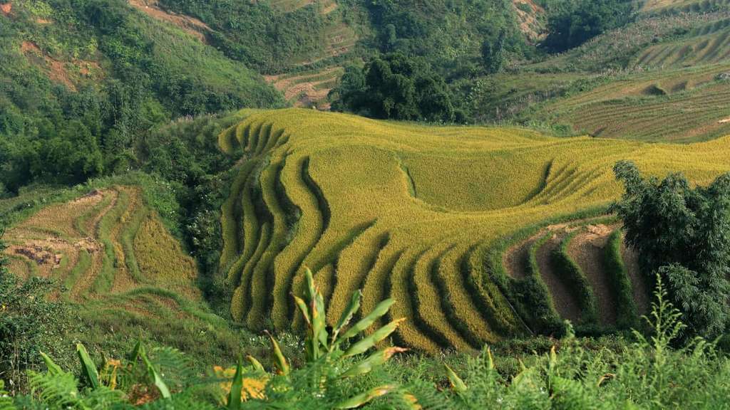 Sapa Highland