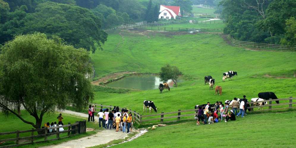 Flying Cow Ranch