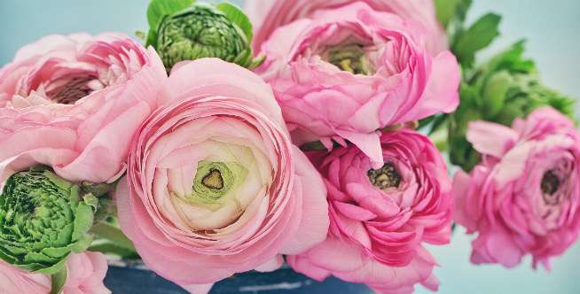 Ranunculus