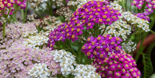 Yarrow/ bunga seribu