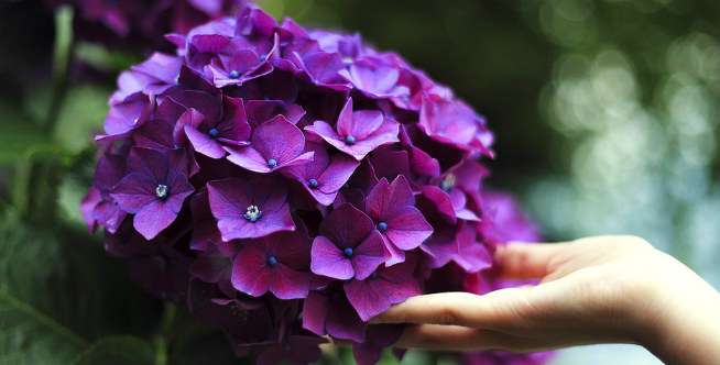 Hydrangea