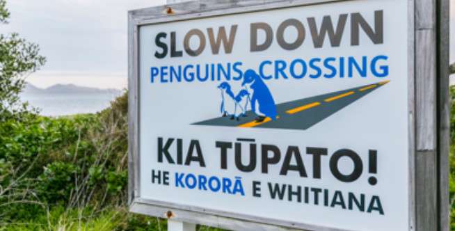 Tiga Satwa Terlindungi