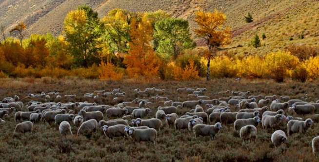 Trailing of The Sheep Festival