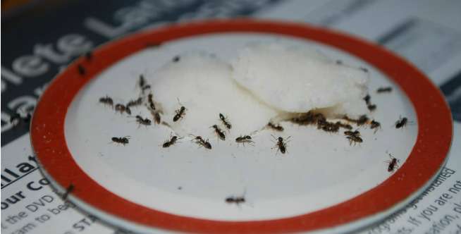 Singkirkan Semut dengan Borax, Ini Caranya