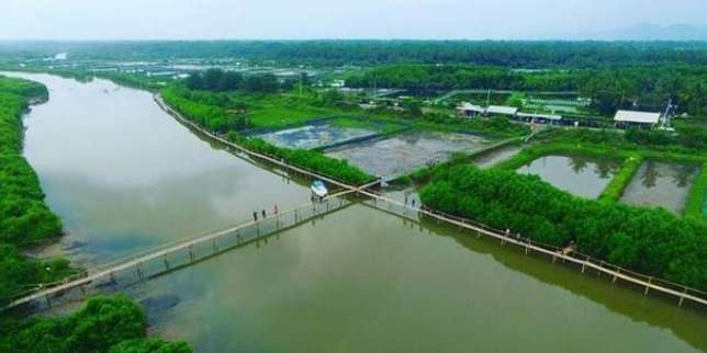 Hutan Mangrove Pantai Congot