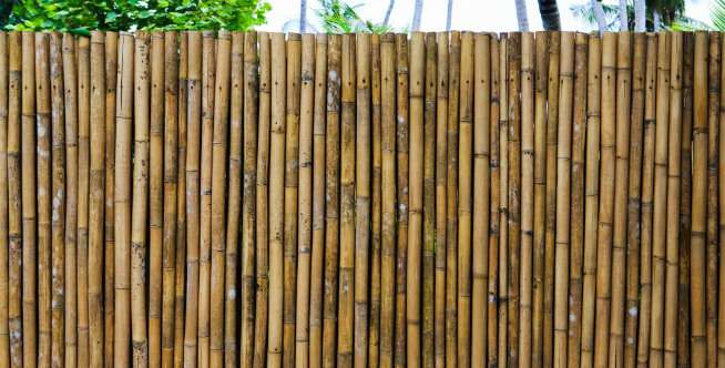 Bambu