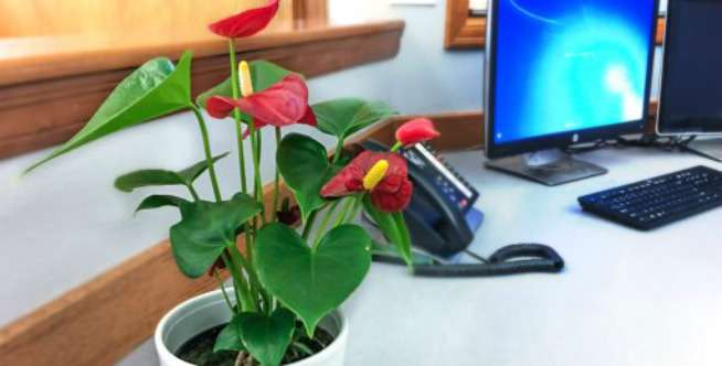 Anthurium