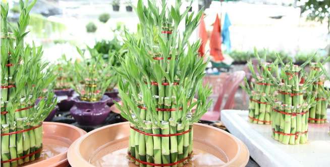 Bambu Rejeki