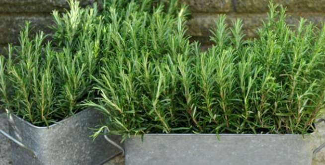 Rosemary