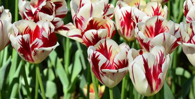 Festival Tulip di Belanda