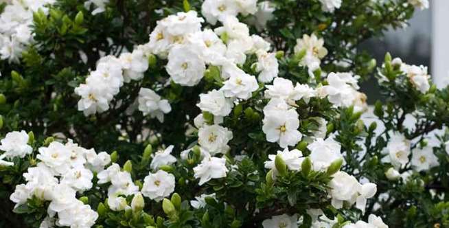 Gardenia