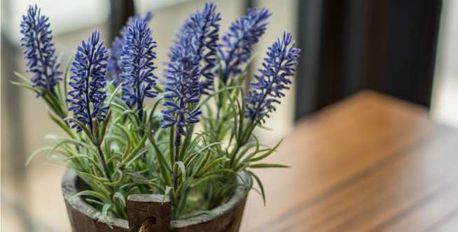Lavender