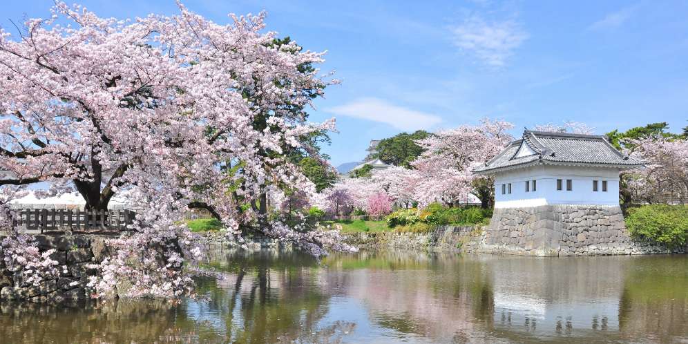 Festival Sakura Odawara