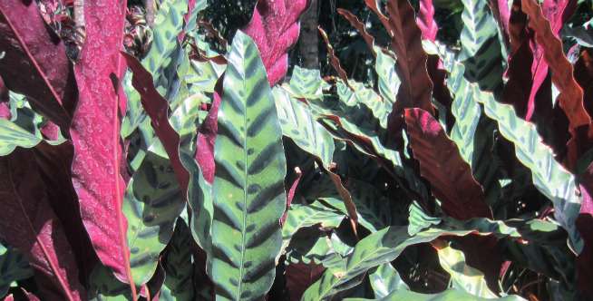 Calathea Rattlesnake
