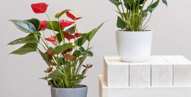 Anthurium merah