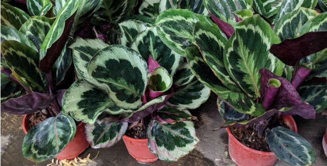 Maranta