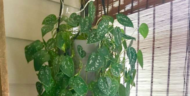 Selloum (Philodendron selloum)