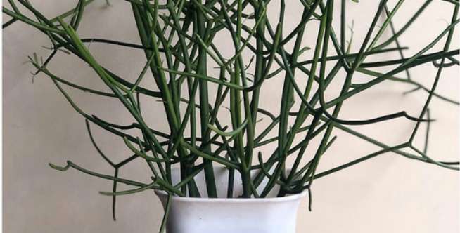 Kaktus Pensil (Euphorbia tirucalli)