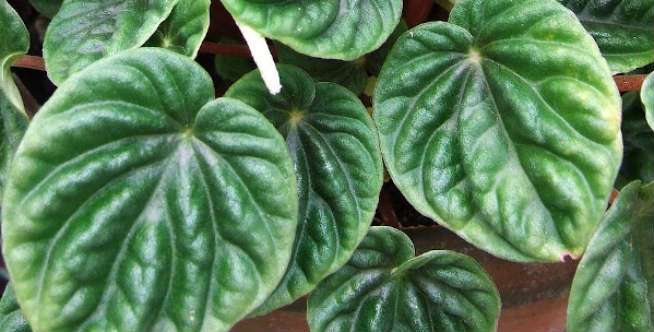 Peperomia