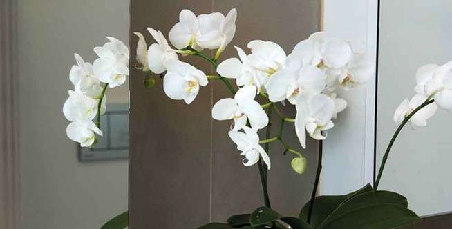 Anggrek Phalaenopsis